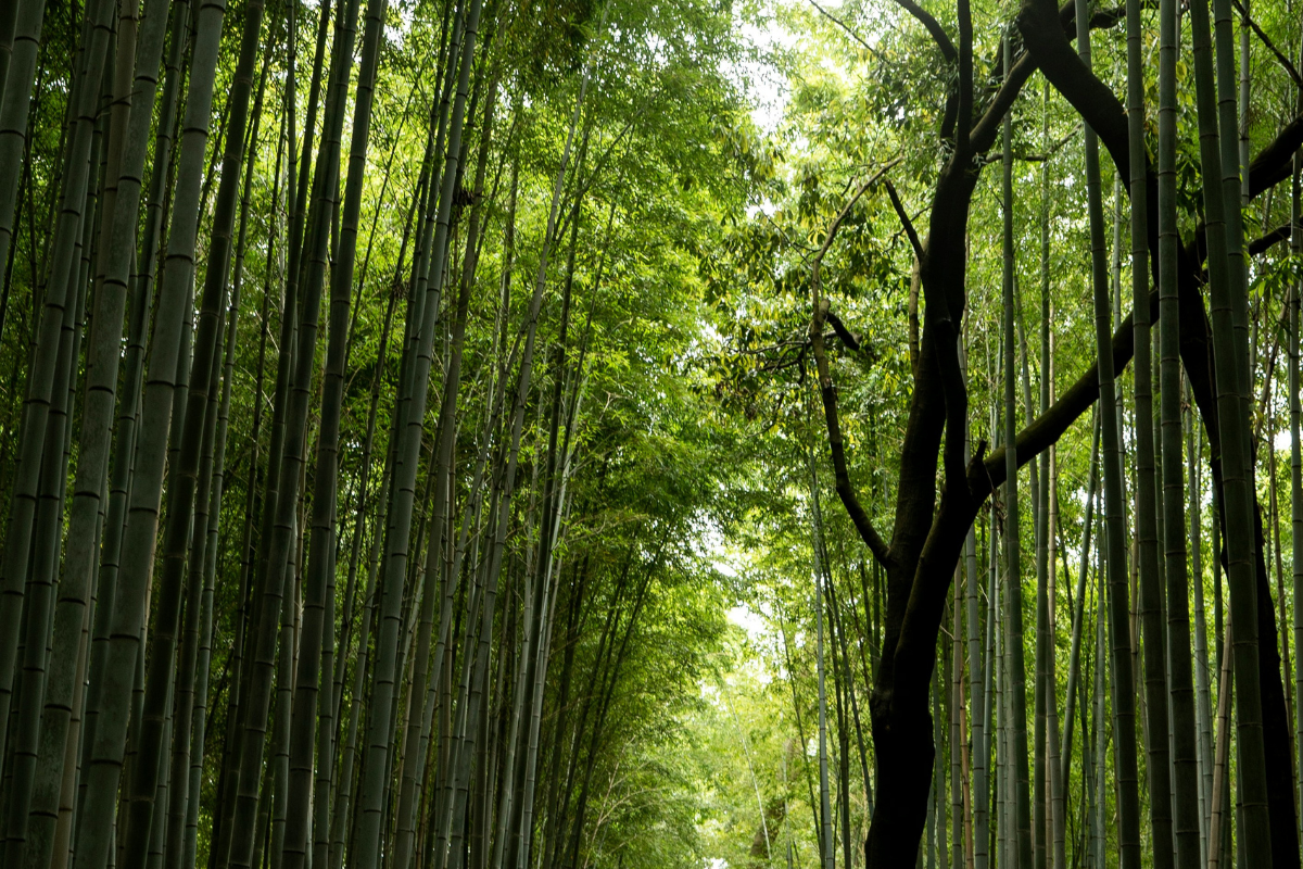 Top 3 Authentic Matcha Cafés Near Arashiyama, Kyoto: Where Tradition Meets Modern Comfort